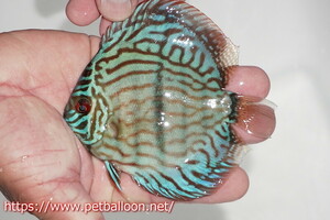 [ discus ][ mail order ] blue moon brilliant ( heavy center bar )[ individual sale ]11-12cm( organism )