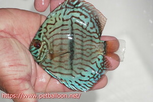 [ discus ][ mail order ] blue moon brilliant ( heavy center bar )[ individual sale ]11-12cm( organism )