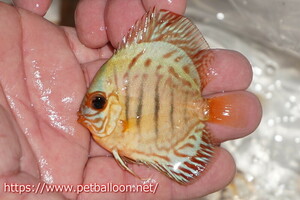 [ discus ][ mail order ] cobalt blue Tiger 3 pcs [ sample image ]7-8cm( organism )