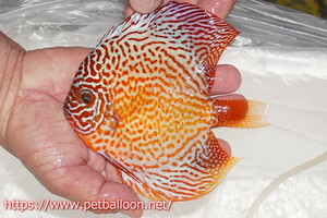 [ discus ][ mail order ] red spot green Cross wild Royal green [ individual sale ]14-15cm( organism )