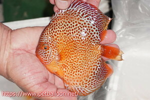 [ discus ][ mail order ] spot face elapshon[ individual sale ]13-14cm( organism )