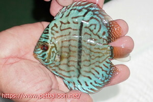 [ discus ][ mail order ] blue moon brilliant ( heavy center bar )[ individual sale ]11-12cm( organism )