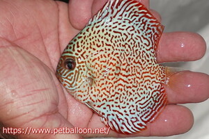 [ discus ][ mail order ] Red King wiper ( superfine pattern )5 pcs [ sample image ]9cm( organism )