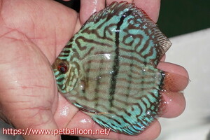 [ discus ][ mail order ] blue moon brilliant ( heavy center bar )[ individual sale ]11-12cm( organism )