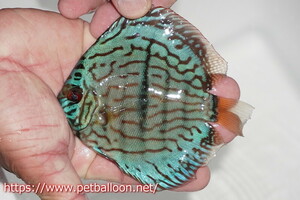 [ discus ][ mail order ] blue moon brilliant ( heavy center bar )[ individual sale ]11-12cm( organism )