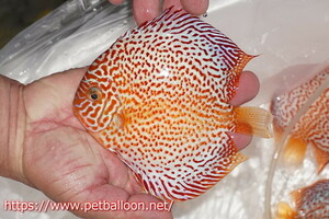 [ discus ][ mail order ] red spot green Cross wild Royal green [ individual sale ]14-15cm( organism )