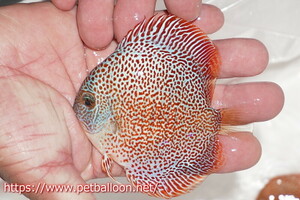 [ discus ][ mail order ] King Panther ( superfine pattern )1 pcs [ sample image ]9cm( organism )