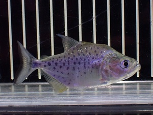 【淡水魚】【通販】激安 No3 ブラックピラニア ペルー産 ワイルド【個体販売】(±8cm)（大型魚・スネークヘッド）