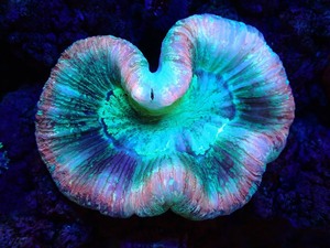 【サンゴ】オオバナサンゴ（Multi Color)（個体販売）（±6ｃｍ）（生体）