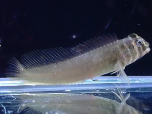 【淡水魚】【通販】トサカギンポ Tophat blenny【1匹 サンプル画像】（淡水ハゼ）