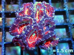 [ coral ]kak oo togekikmeisi(Ultra Grade)[UCA/ Australia production ]( individual sale )No.35( organism )