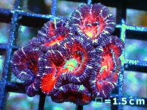[ coral ]kak oo togekikmeisi(Ultra Grade)[UCA/ Australia production ]( individual sale )No.38( organism )