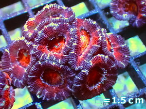 [ coral ]kak oo togekikmeisi(Ultra Grade)[UCA/ Australia production ]( individual sale )No.37( organism )