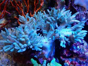 [ coral ]yanagikatatosaka(M-ML size )[1 piece ](±15-18cm)( sample image )( organism )