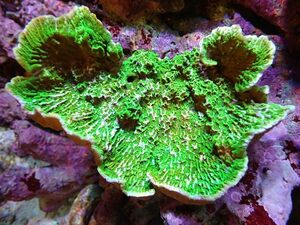 [ coral ] light common coral ( green )L size ( individual sale )(±16cm)No.5( organism )