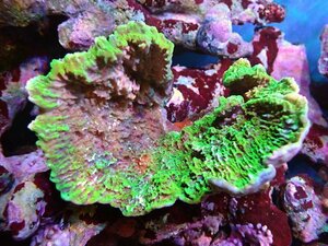 [ coral ] light common coral ( green )ML size ( individual sale )(±14cm)No.3( organism )
