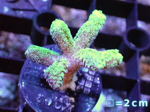 [ coral ]f rug ftotoge coral sp.(Green)( individual sale )No.2( organism )