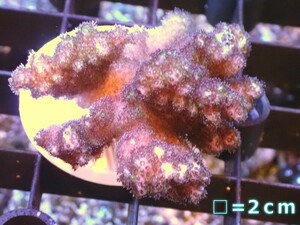 【サンゴ】フラグ ハナヤサイサンゴsp.（Pink）（個体販売）No.12（生体）