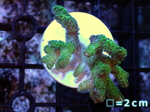 【サンゴ】フラグ フトトゲサンゴsp.（Green）（個体販売）No.7（生体）