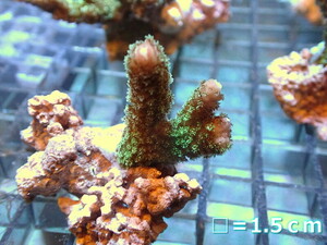 [ coral ]f rug green isisp.( green )( individual sale )No.4( organism )