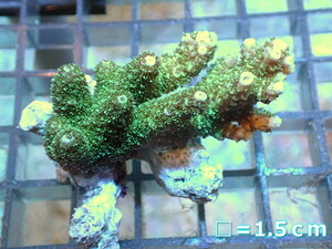 【サンゴ】フラグ ミドリイシsp.（グリーン）（個体販売）No.6（生体）