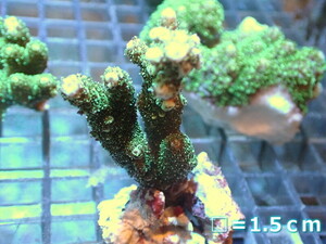 【サンゴ】フラグ ミドリイシsp.（グリーン）（個体販売）No.2（生体）