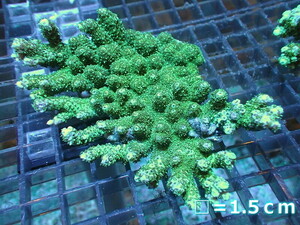 【サンゴ】ミドリイシsp.（グリーン）Mサイズ（個体販売）（±11ｃｍ）No.16（生体）
