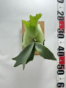 美個体　P.willinckii ビカクシダ ウィリンキー コウモリラン 胞子培養　観葉植物