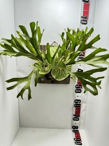 P.ridleyi staghorn fern lido Ray board attaching Platycerium decorative plant 