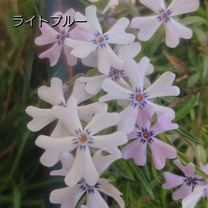 【ネコポス】芝桜 ライトブルー挿し穂３０本