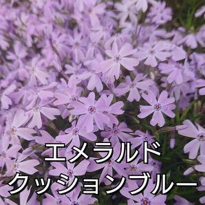 【ネコポス】芝桜 エメラルドクッションブルー根付き苗１０本