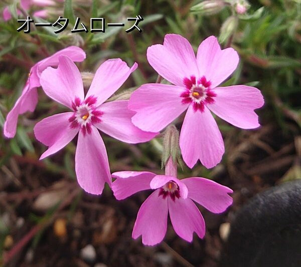 【ネコポス】芝桜 オータムローズ挿し穂３０本