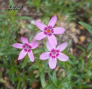 【ネコポス】芝桜 まめ芝挿し穂３０本