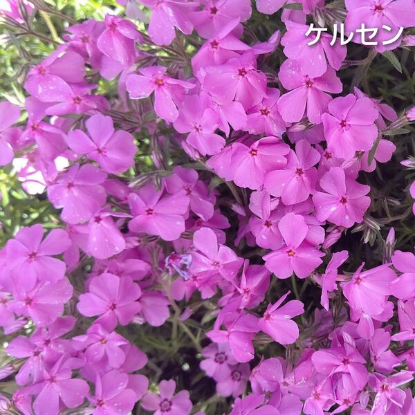 【ネコポス】芝桜 ケルセン挿し穂３０本