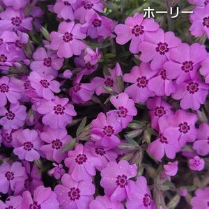 【ネコポス】芝桜 ホーリー挿し穂３０本