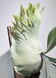 P. E-1 stock dividing OC original staghorn fern Platycerium Platycerium bi full katsum