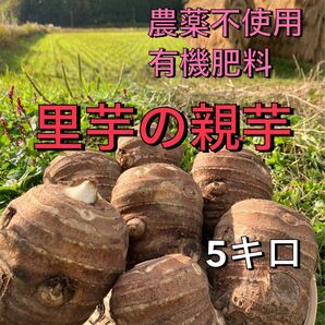 里芋の親芋箱込み5キロ