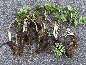 * prompt decision!* shaku. seedling * edible wild plants * mountain carrot *10 pcs set!* now. time is root only. shipping *