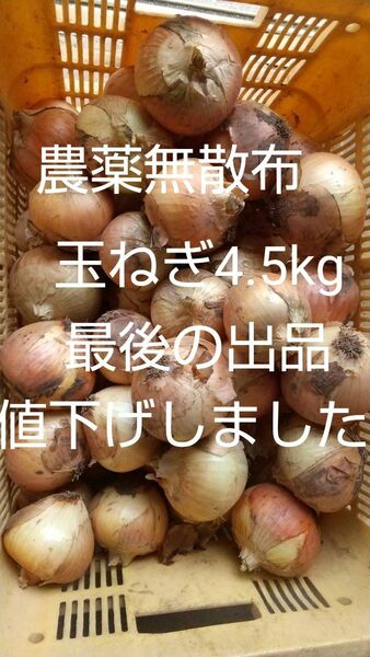 【農薬無散布】玉ねぎ 4.5kg 5月11日収穫 匿名便