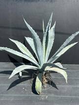 Agave americana sp アガベ　アメリカーナ　大株　美株　1_画像5