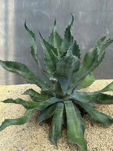 Agave salmiana v.feroxCrazy Horse アガベ　サルミアナ　フェロックス　クレイジーホース 美株　特大株　2