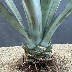 Agave americana v. oaxacensis アガベ アメリカーナ オアハカエンシス 美株 特大株 2の画像8