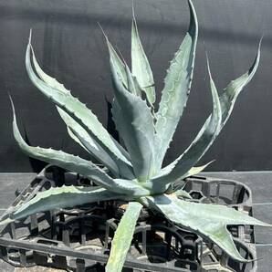 Agave salmiana ssp. crassispina アガベ サルミアナ クラッシスピナ ブルー 大株 美株 の画像3