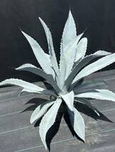 Agave franzosinii アガベ　フランゾシニー　真っ白　大株　美株　_画像2