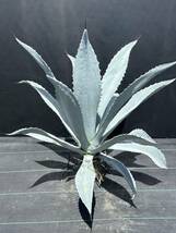 Agave franzosinii アガベ　フランゾシニー　真っ白　大株　美株　_画像6