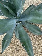 1 Agave atrovirens var. sigmatophylla アガベ　アトロビレンス　シグマトフィラ　大株　美株 _画像9