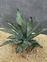 1 Agave atrovirens var. sigmatophylla アガベ　アトロビレンス　シグマトフィラ　大株　美株 _画像5