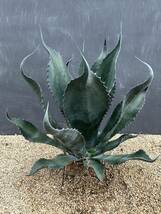 2 Agave atrovirens var. sigmatophylla アガベ　アトロビレンス　シグマトフィラ　大株　美株 _画像1