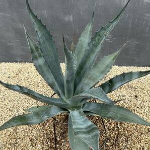 Agave salmiana ssp. crassispina アガベ サルミアナ クラッシスピナ 大株 美株 の画像4