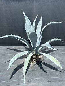 1 Agave americana sp アガベ　アメリカーナ　特大株　美株　